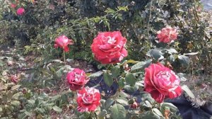 Роза Хулио Иглесиас - чайно-гибридная Питомник Роз Пол