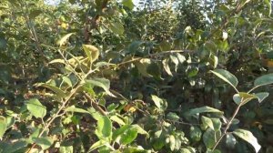 Яблоня ПИНК ПЕРЛ (Розовый Жемчуг) /Новый сорт в коллекц