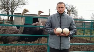 Всё о страусах. Стоит ли их выращивать?