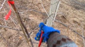 ОБЛЕПИХА.  Обрезка облепихи.