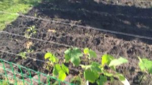 как правильно выращивать виноград