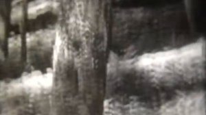 Испарение воды листьями