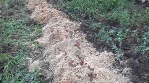 подвой 54 118, окучиваю опилками!