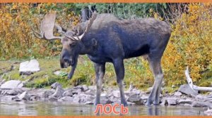 Карточки Домана Животные Леса Часть 2 Русский 🇷🇺