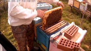 Купить пчёл.Купить Пчелопакеты Джубги.Пчеловодство с