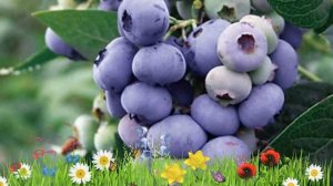 Голубика высокорослая Дарроу 🌿 Обзор: посадка и уход.