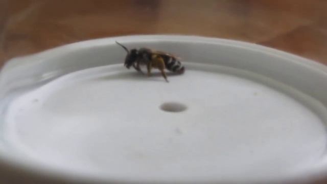 ПЧЕЛИНЫЙ ВОЛК ОБЫКНОВЕННЫЙ (Philanthus triangulum). Никита Нюняе смотреть онлайн