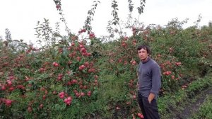 Яблоневый сад🍎Такого вы точно ещё не видели!@Четырес?