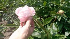 Пион Ник Шейлор