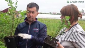 Кормилица Микориза - мощнейшее БИОЛОГИЧЕСКОЕ средств?