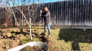 КАК ОКАПЫВАТЬ ДЕРЕВЬЯ ПРАВИЛЬНО.