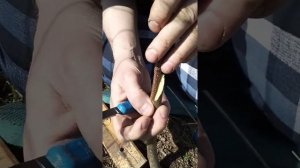 Как привить грушу улучшенной копулировкой(с язычком н