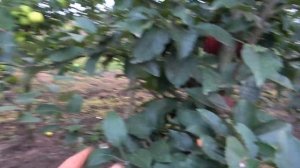 Яблоня РЕД КАП: лучший клон Ред Делишес