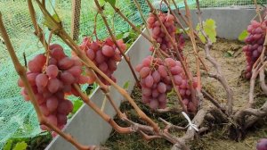 виноград Румба в Сибири сентябрь