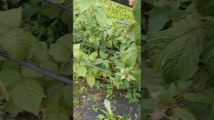 Малина  Прималба ремонтантная обзор