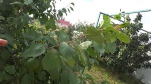 ЛЕТНЯЯ ОБРЕЗКА СЛИВЫ с нагрузкой урожаем