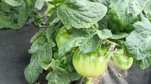 сорт томата,который стоит посадить,,Обские купола..