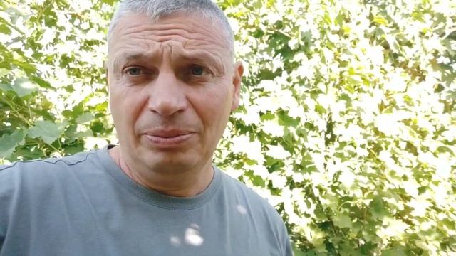 Когда обрезать виноград, когда лоза вызреет смотреть онлайн