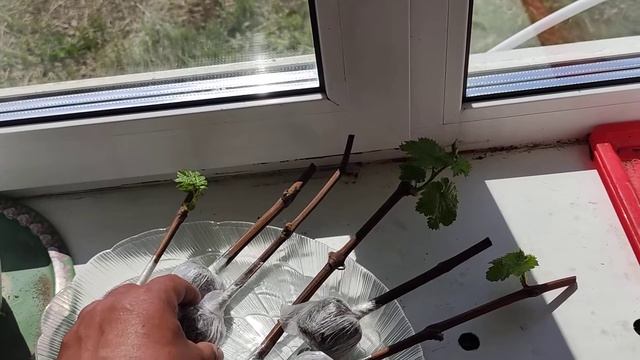 Я в шоке!!! Необычайно живучий виноград! Укоренение чер