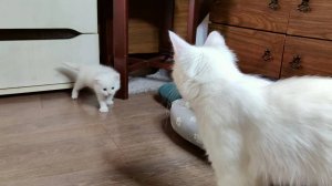 Мама-кошка зовёт своего белого котёнка с собой. Котёнок мяукает.