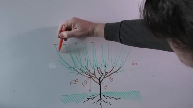 Формировка черешни по системе KGB смотреть онлайн