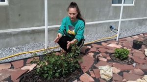 Опоры для роз 🌹🌹🌹просто и быстро. Шпалера своими ру