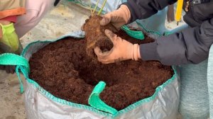 Посадка голубики в мешки и контейнеры