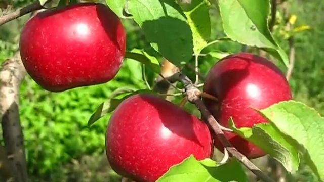 Яблоко Рубиновое Дуки.