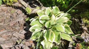 Хостa Liberty... не правильно выбрала место посадки....#hosta #к