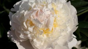 Peony Mercedes / Пион Мерседес