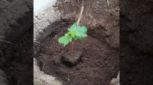 Виноград в Приморском крае !Посадка Вегетирующих саже