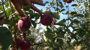 Яблоня МОДИ: идеальное сочетание вкуса, хрусткости, со