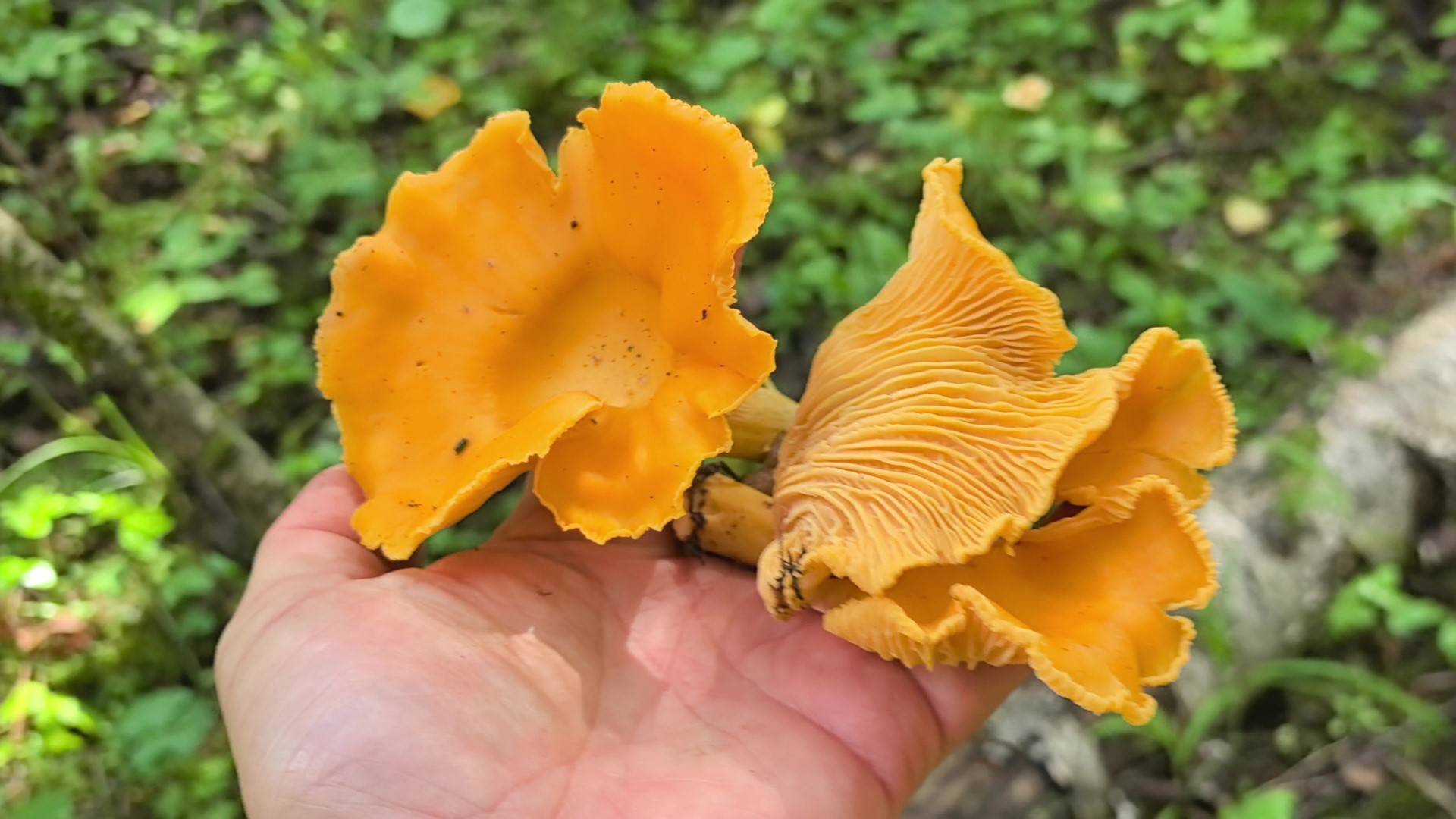 Лисички возвращаются