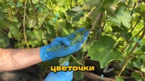 Обработка винограда в июне