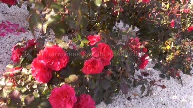 Роза Sangria (Сангрия). Питомник Роз Иващенко.