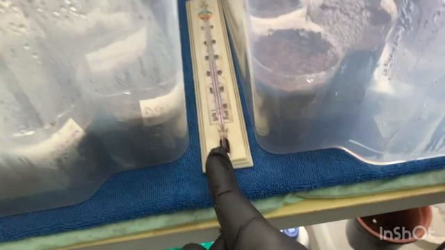 Посев семян перцев.23 февраля 2024 г.