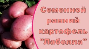 Лучшие Сорта Семенного Картофеля