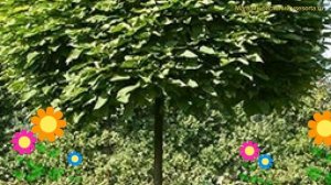 Катальпа бигнониевидная на штамбе Нана. Краткий обзор