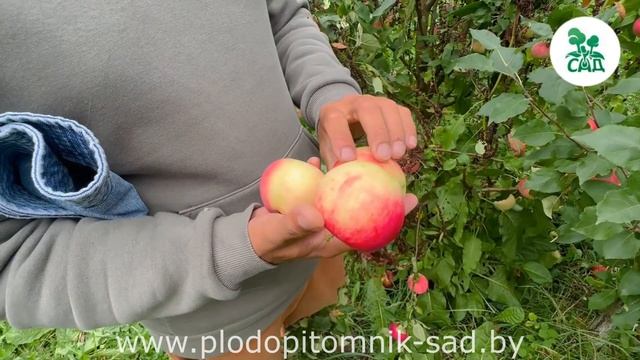 Яблоня МАНТЕТ: Лучший выбор для садоводов - сильный АР?