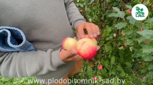 Яблоня МАНТЕТ: Лучший выбор для садоводов - сильный АР?