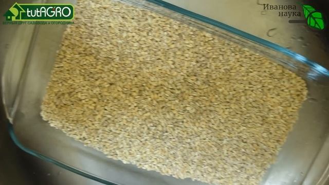 Как вырастить домашнюю триходерму на крупе быстро и н?