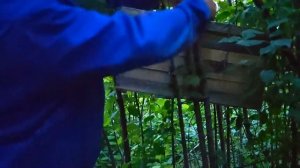 Наш первый рой. Ловля бродячих роёв