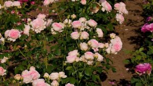 Видео обзор розы Джехим Дю Белле (Флорибунда) - Joachim du Bel