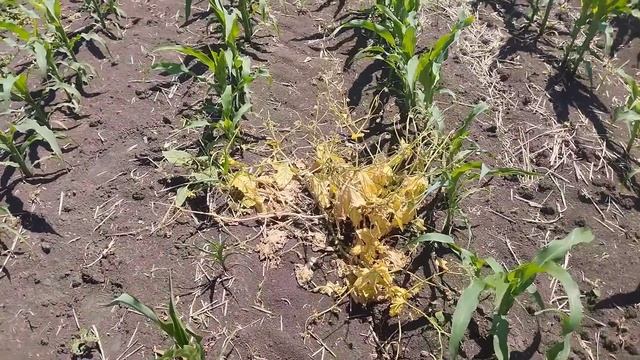 Міжрядкове рихлення кукурудзи! Міні-трактор плюс куль