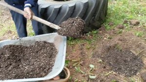 Высаживаю Дуб 🌳 у садового участка, как подготовить г