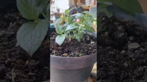 Гортензия проснулась . ЧТО ДЕЛАТЬ