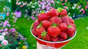 Сорт Лорд🍓Сладкий крупный обильный очень здоровый с?