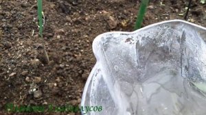 Мой многолетний опыт! Как сажать каллы