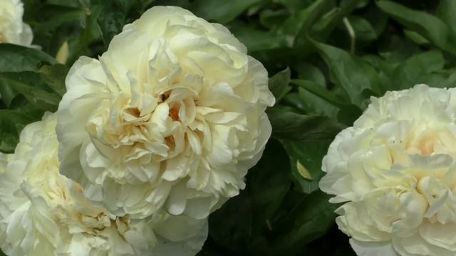 пион Blonde Vision (Hollingsworth, 2010) смотреть онлайн