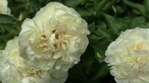 пион Blonde Vision (Hollingsworth, 2010)